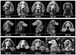 Load image into Gallery viewer, Custom Afghan Hound Black Slate Coasters - 4x4 Square or Round, 75 Unique Images, Personalized Designs